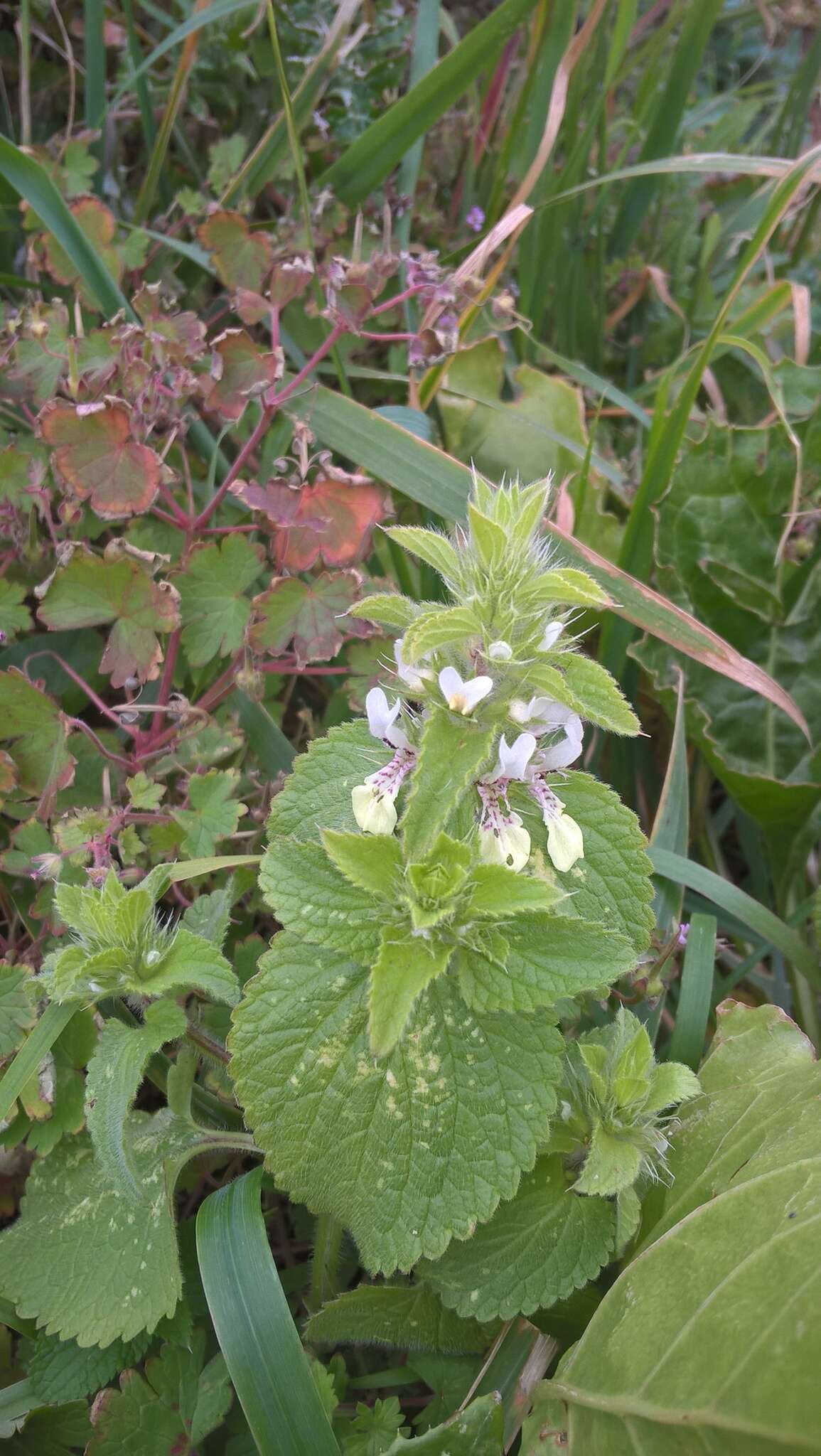 Слика од Stachys ocymastrum (L.) Briq.