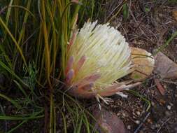 Image of Protea scorzonerifolia (Salisb. ex Knight) Rycroft