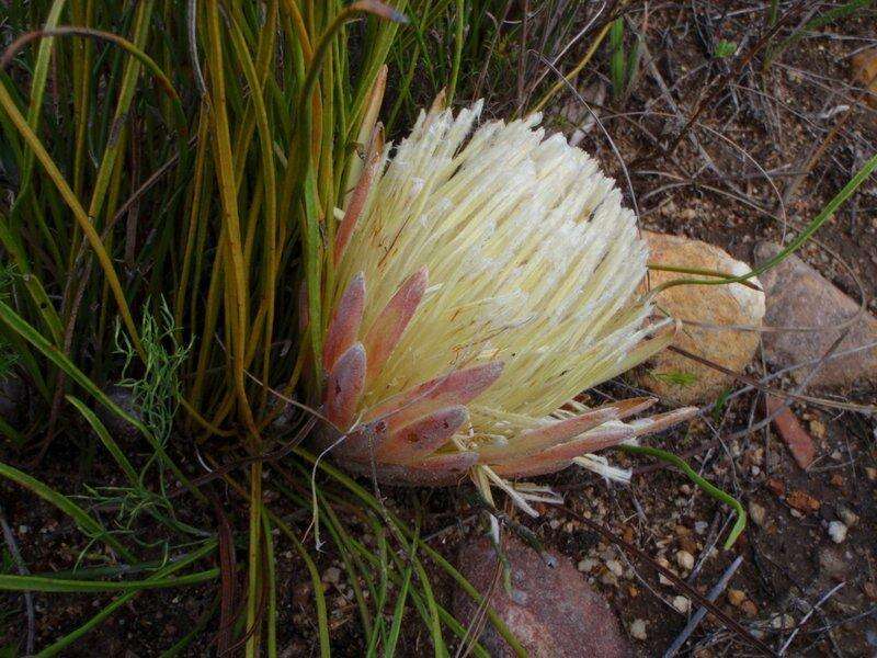 Image of Protea scorzonerifolia (Salisb. ex Knight) Rycroft