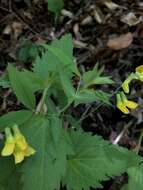 Lathyrus hallersteinii Baumg.的圖片