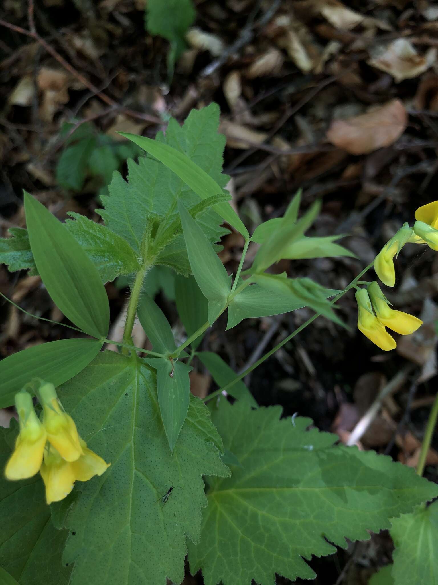 Imagem de Lathyrus hallersteinii Baumg.