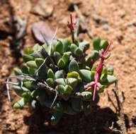 Ruschia divaricata L. Bol. resmi