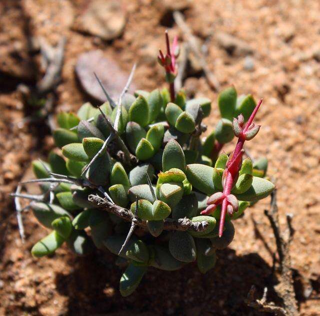 Imagem de Ruschia divaricata L. Bol.