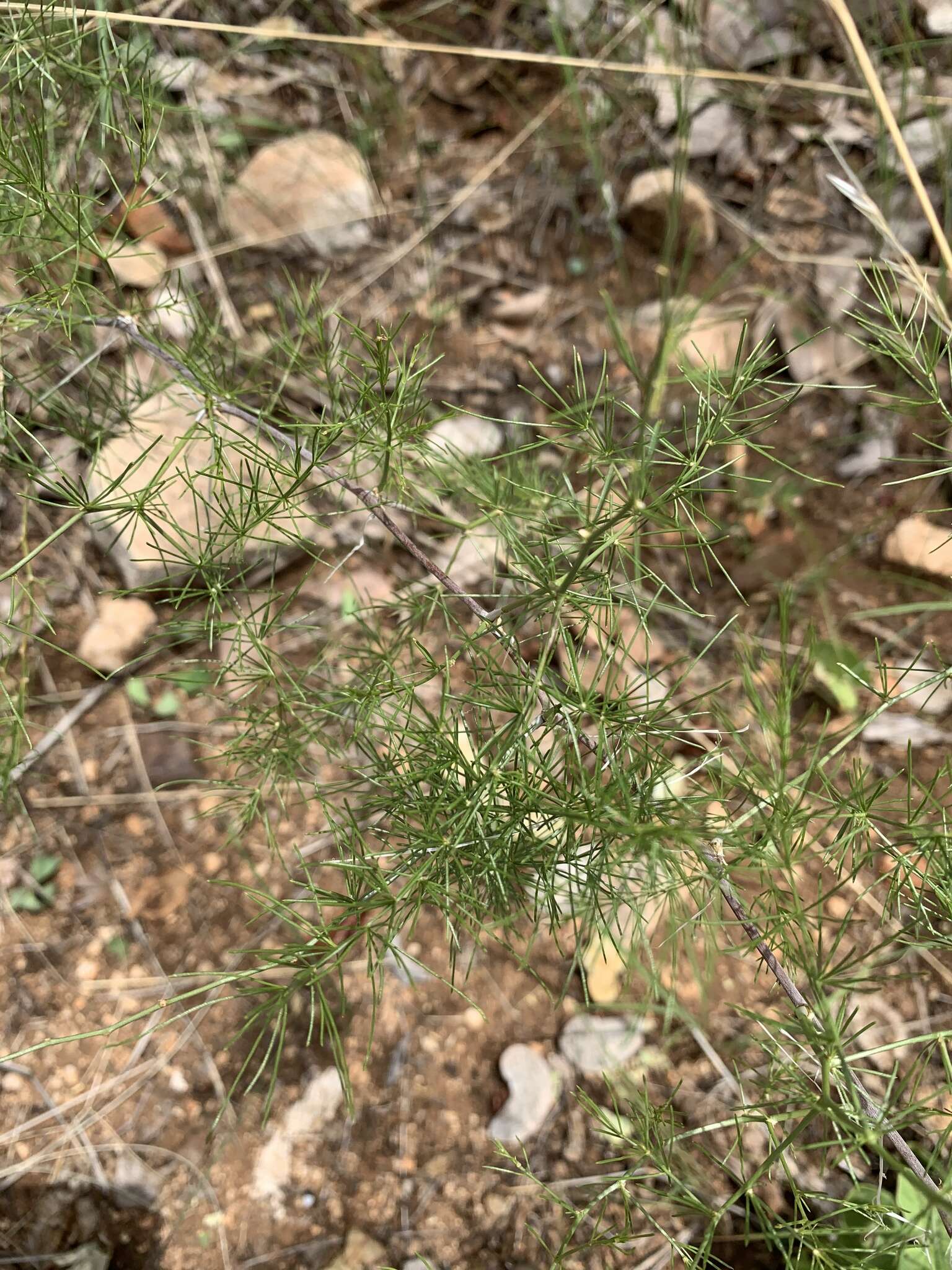 Sivun Asparagus exuvialis Burch. kuva