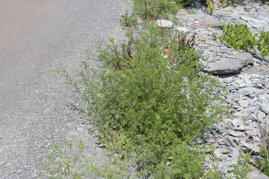 Image of annual ragweed