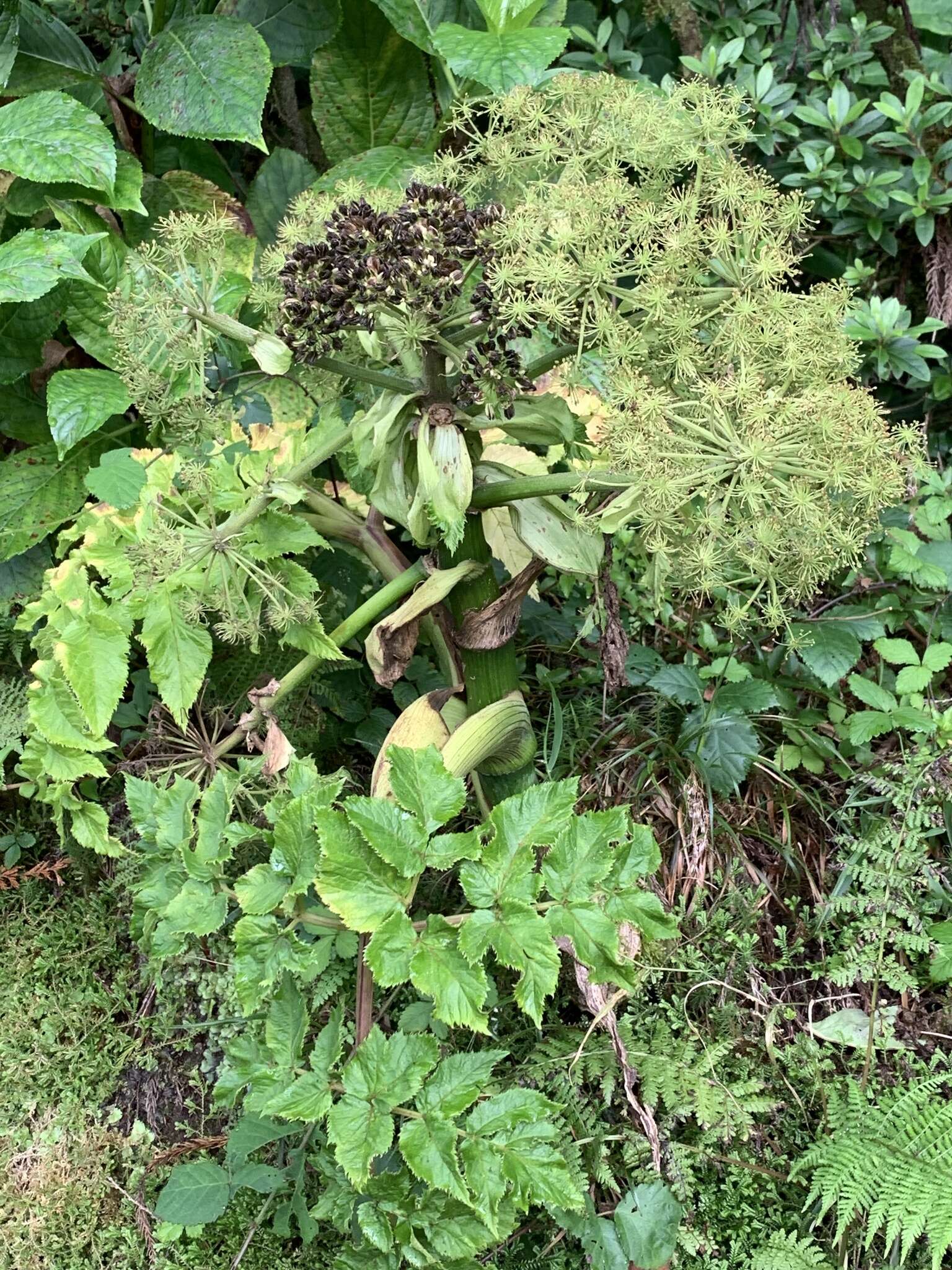 Image of Angelica lignescens