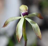 Image of Caladenia testacea R. Br.