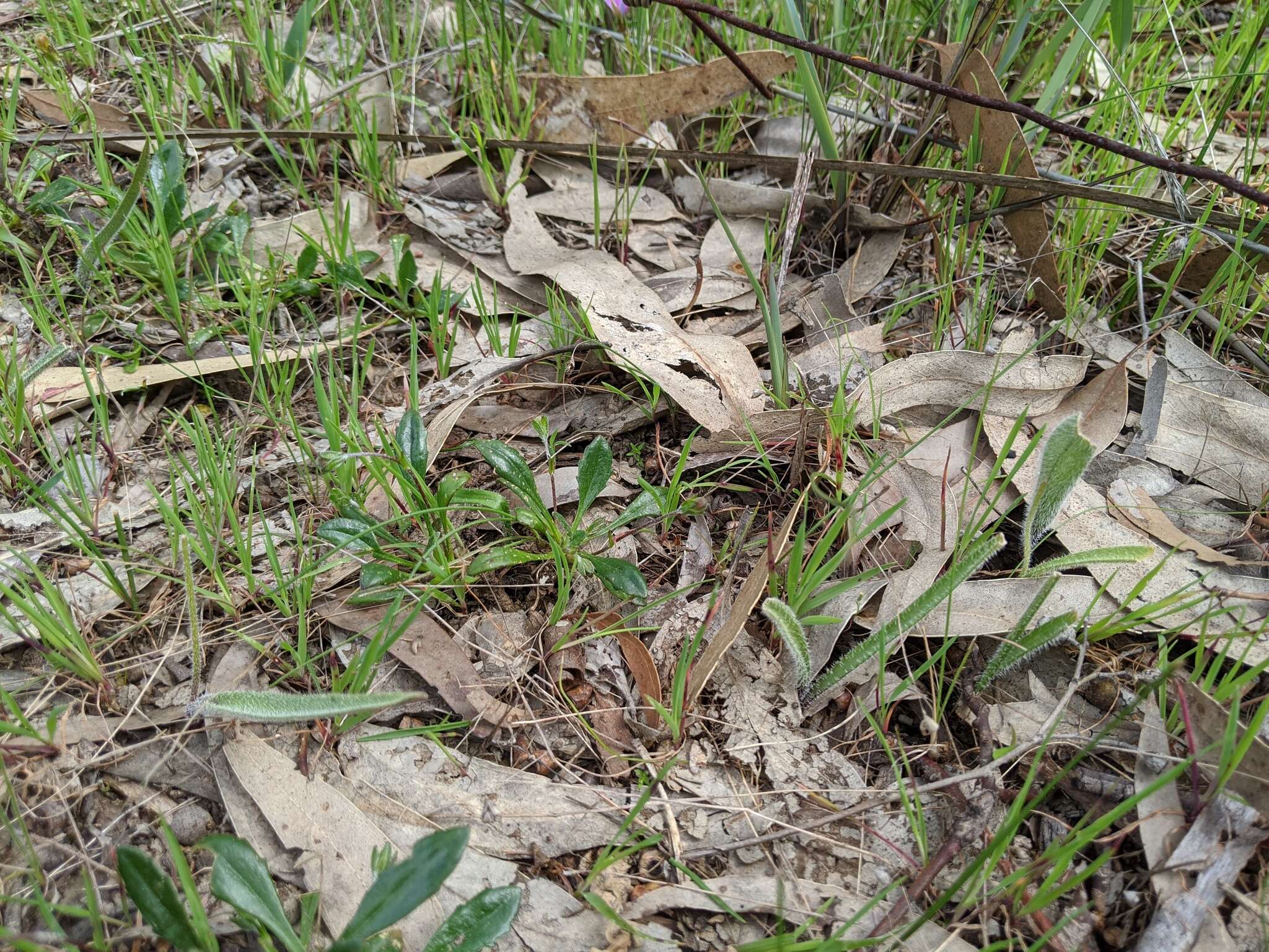 Image of Caladenia behrii Schltdl.