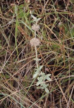 Image of horehound