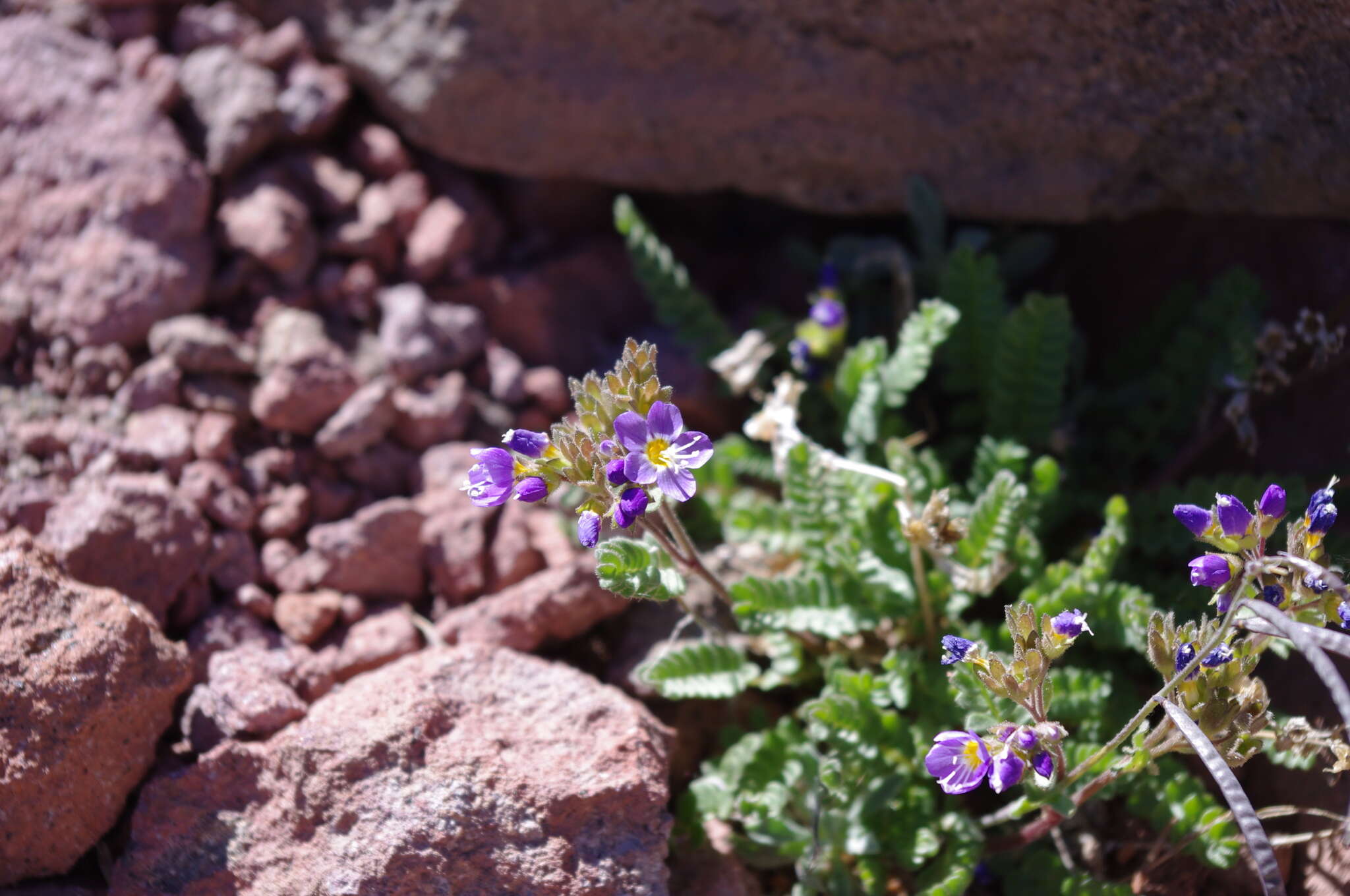 Image de Polemonium pulcherrimum subsp. pulcherrimum