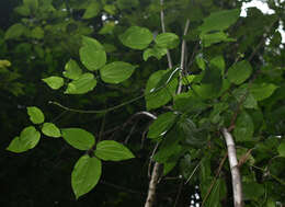 Image of Clematis pickeringii A. Gray