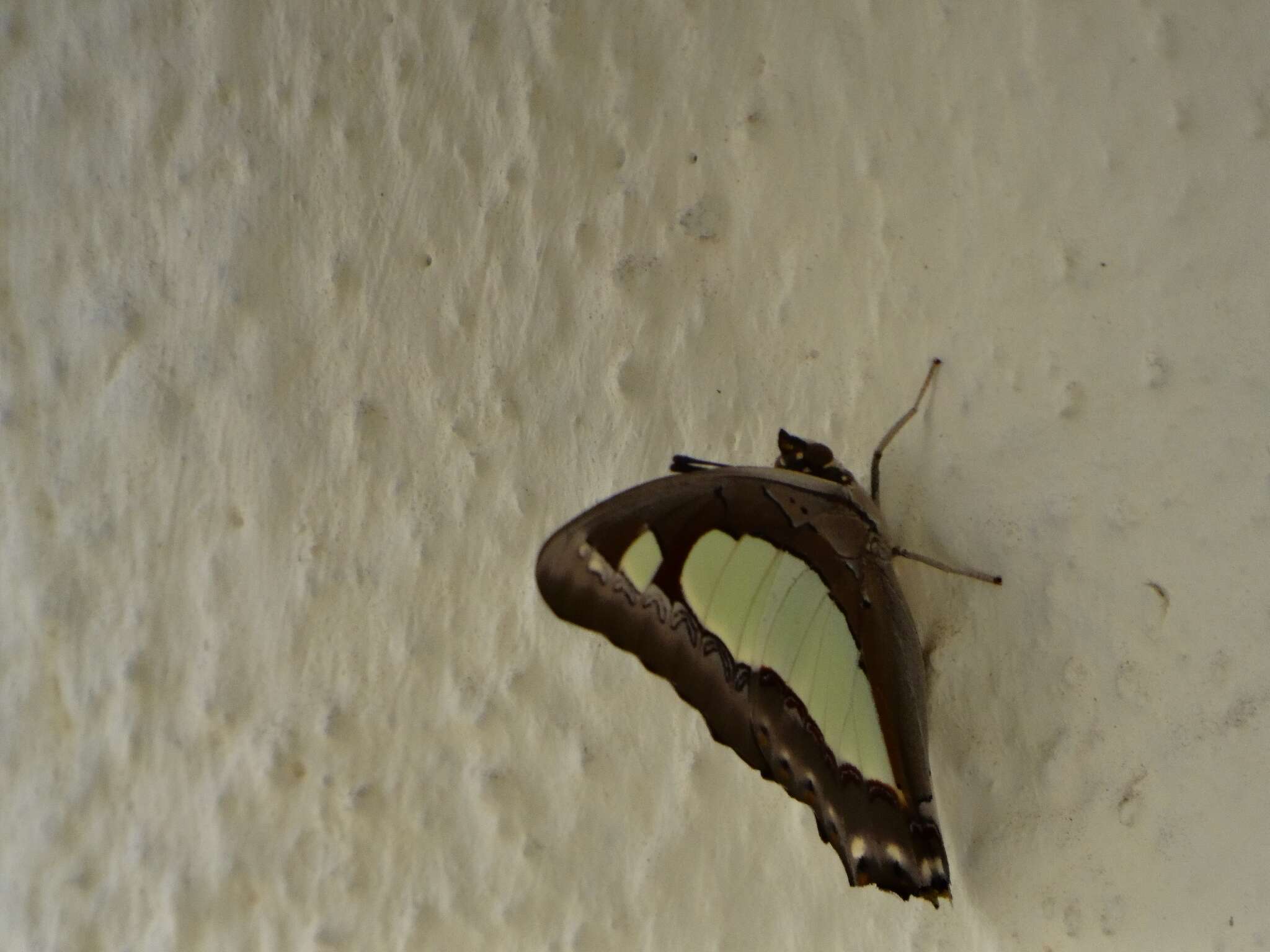 Image of Polyura agrarius Swinhoe 1886