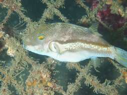 Image of Brown-lined Puffer