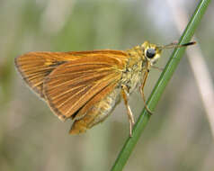 Image of Berry's Skipper