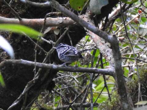 Image of Scaled Antbird