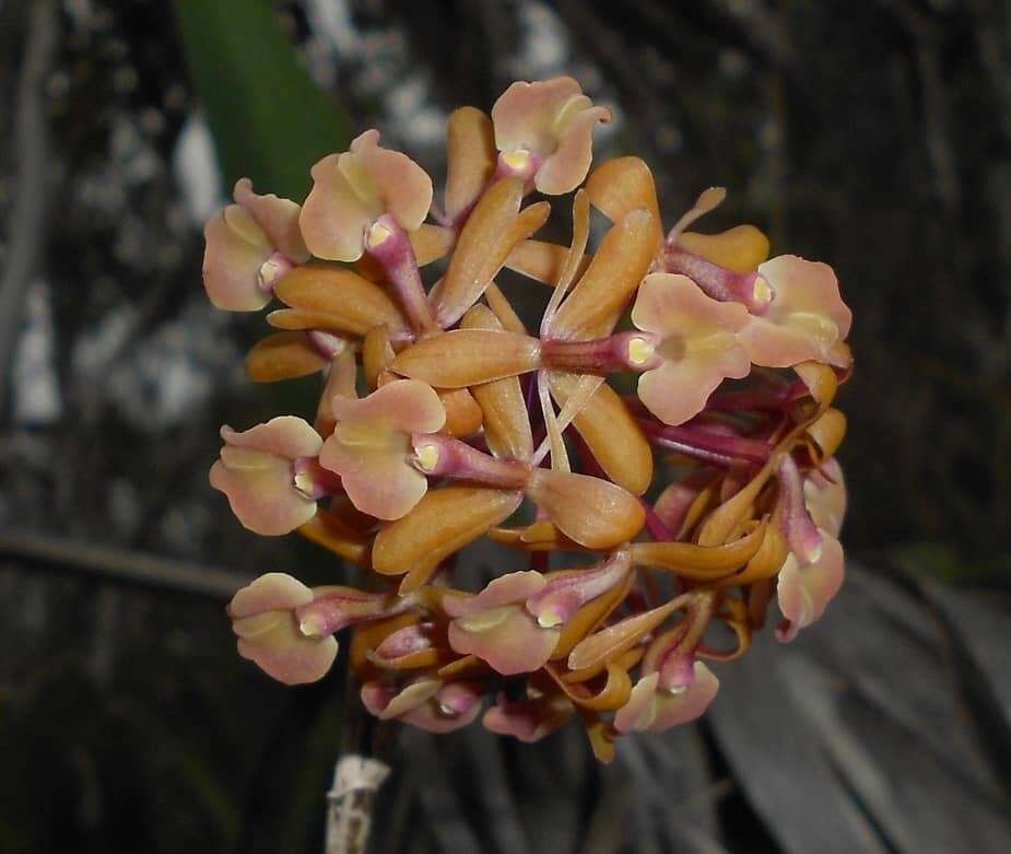 Plancia ëd Epidendrum anceps Jacq.