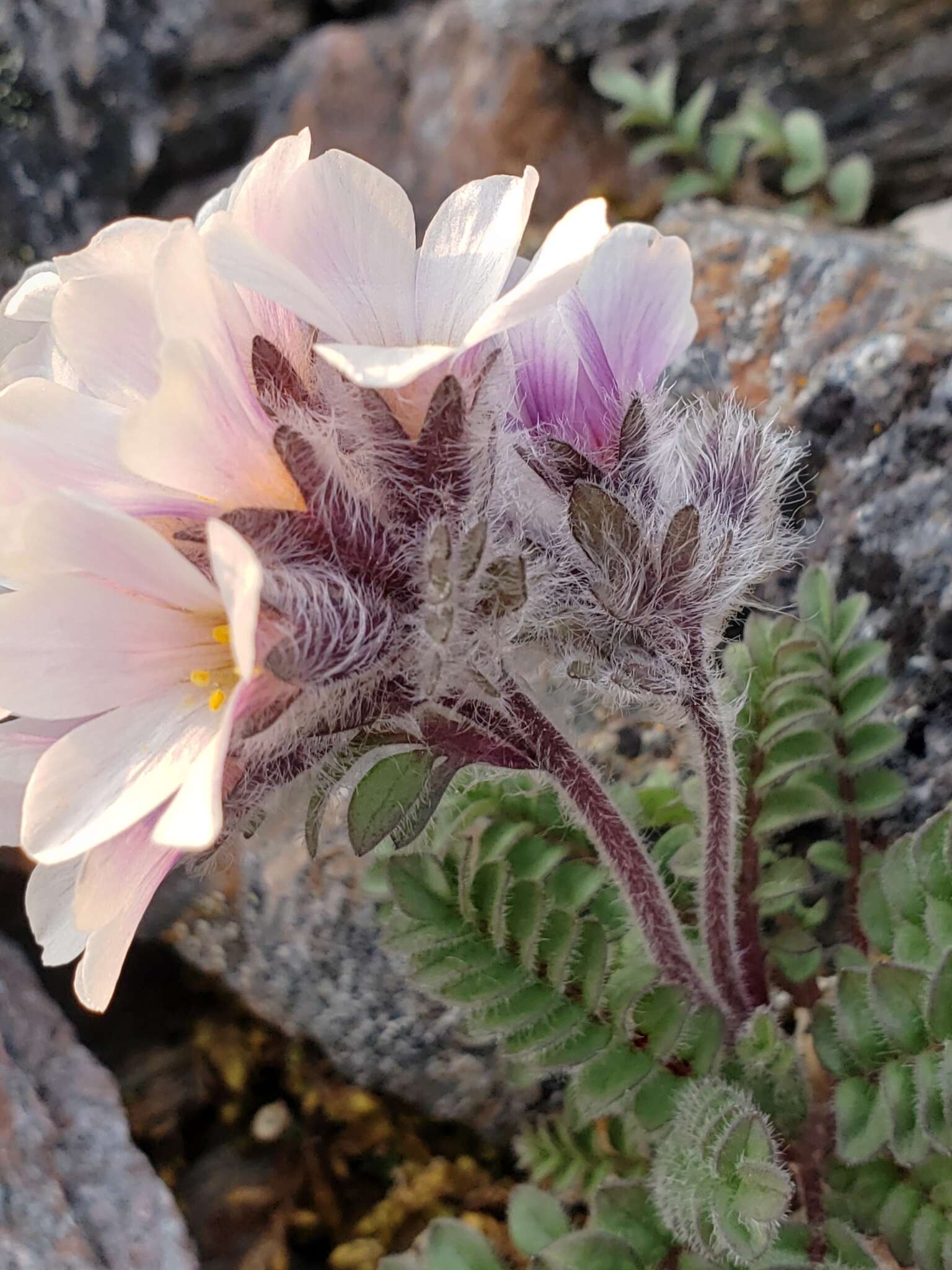 Image of Polemonium villosissimum (Hultén) D. F. Murray & Elven