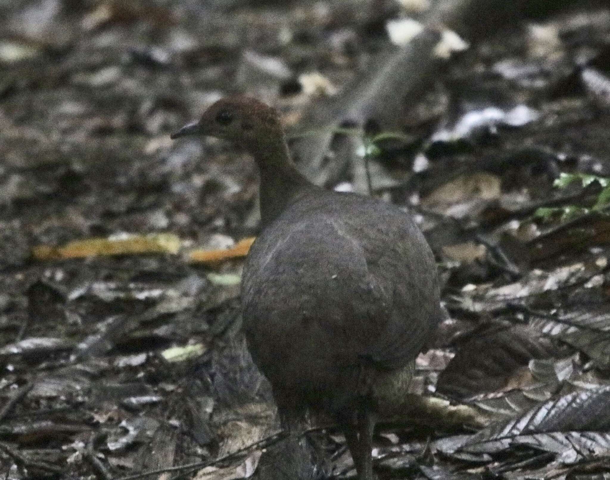 Image of Cinereous Tinamou