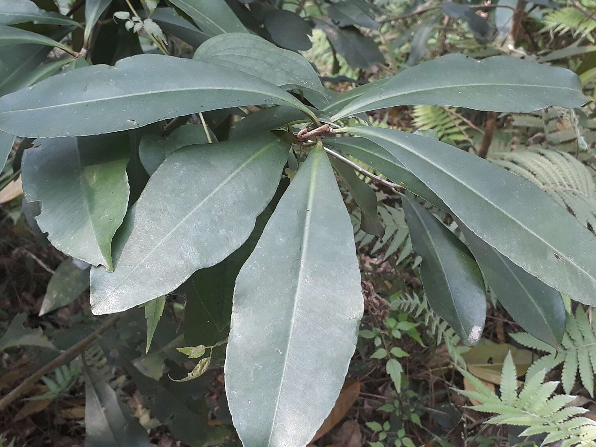 Image of Ardisia sieboldii Miq.