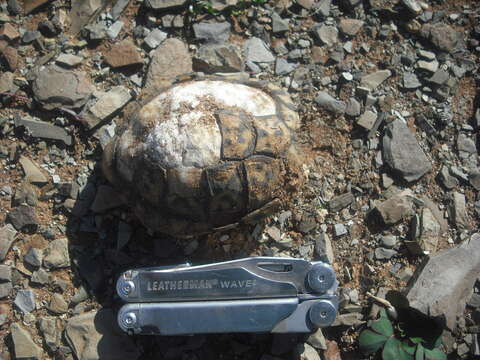 Image of Northern Tent Tortoise