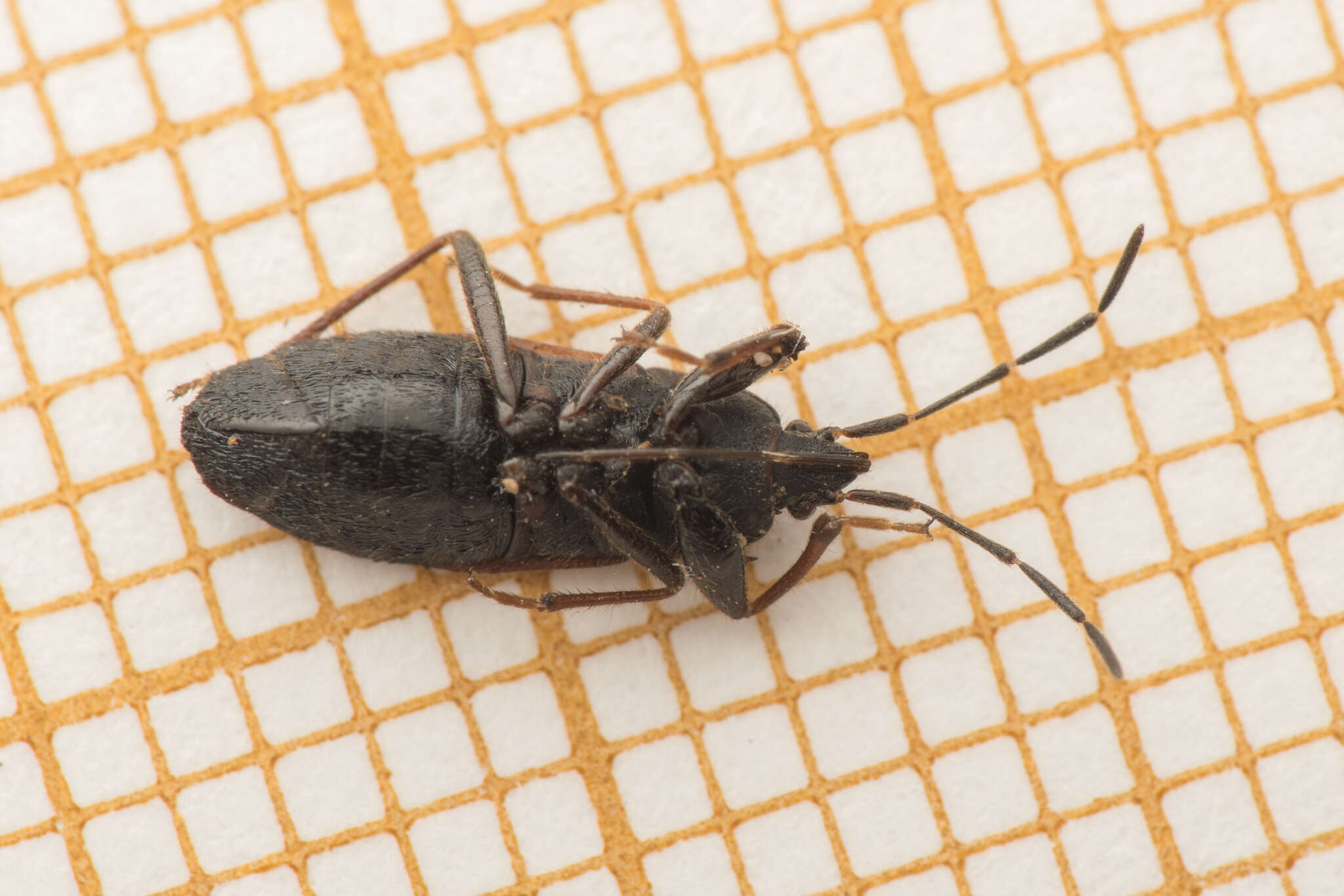 Image of Eremocoris plebejus (Fallen & C. F. 1807)