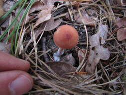 Image of Laccaria laccata var. pallidifolia (Peck) Peck