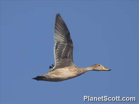 Image of yellow-billed pintail