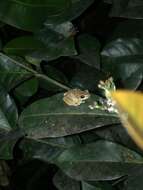 Image of Antilles Robber Frog