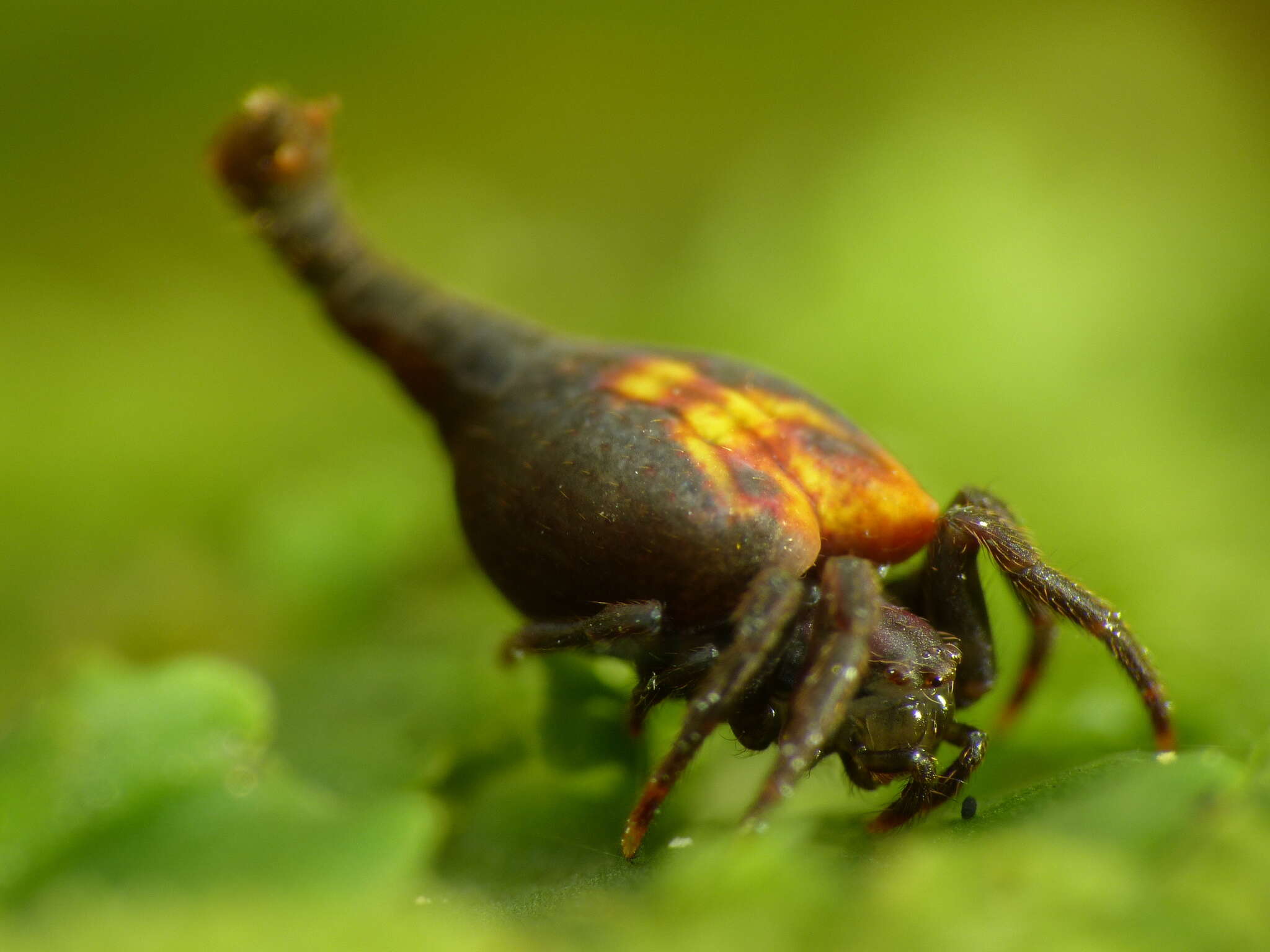 Image of Arachnura feredayi (L. Koch 1872)