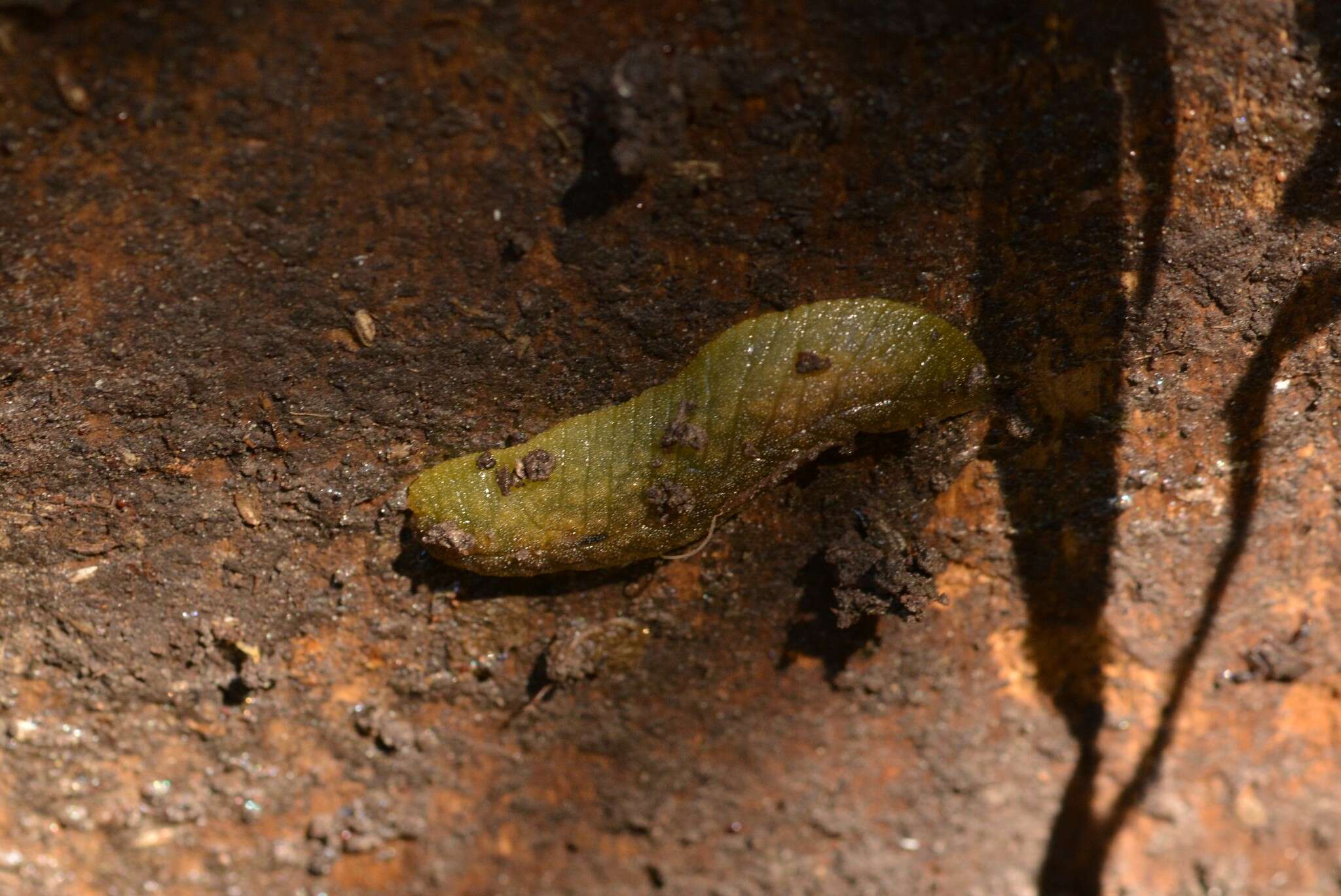 Imagem de Athoracophorus papillatus (F. W. Hutton 1879)