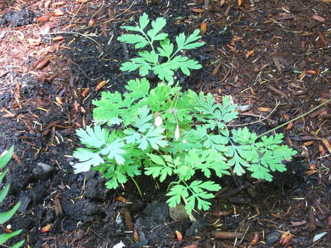 Dicentra formosa subsp. formosa resmi