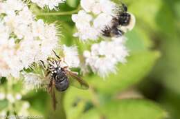 Image of Spilomyia fusca Loew 1864