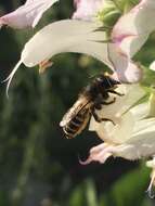 Image of Bee