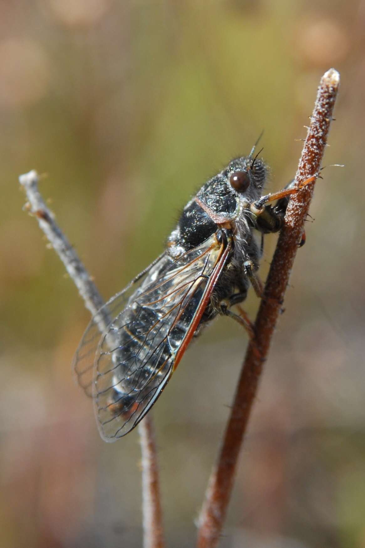 Sivun Maoricicada cassiope (Hudson & G. V. 1891) kuva