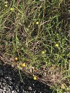 Image of rock flax