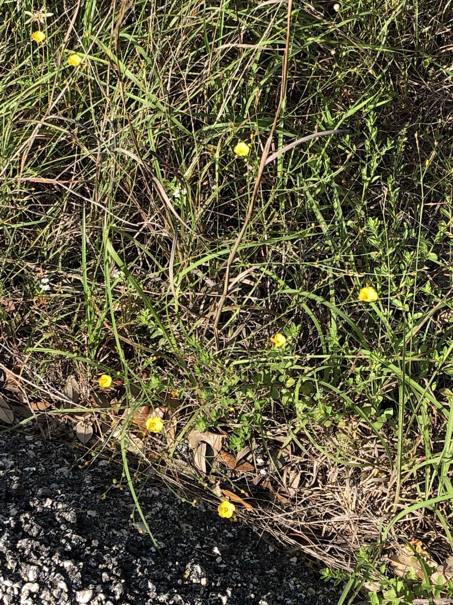 Image of rock flax