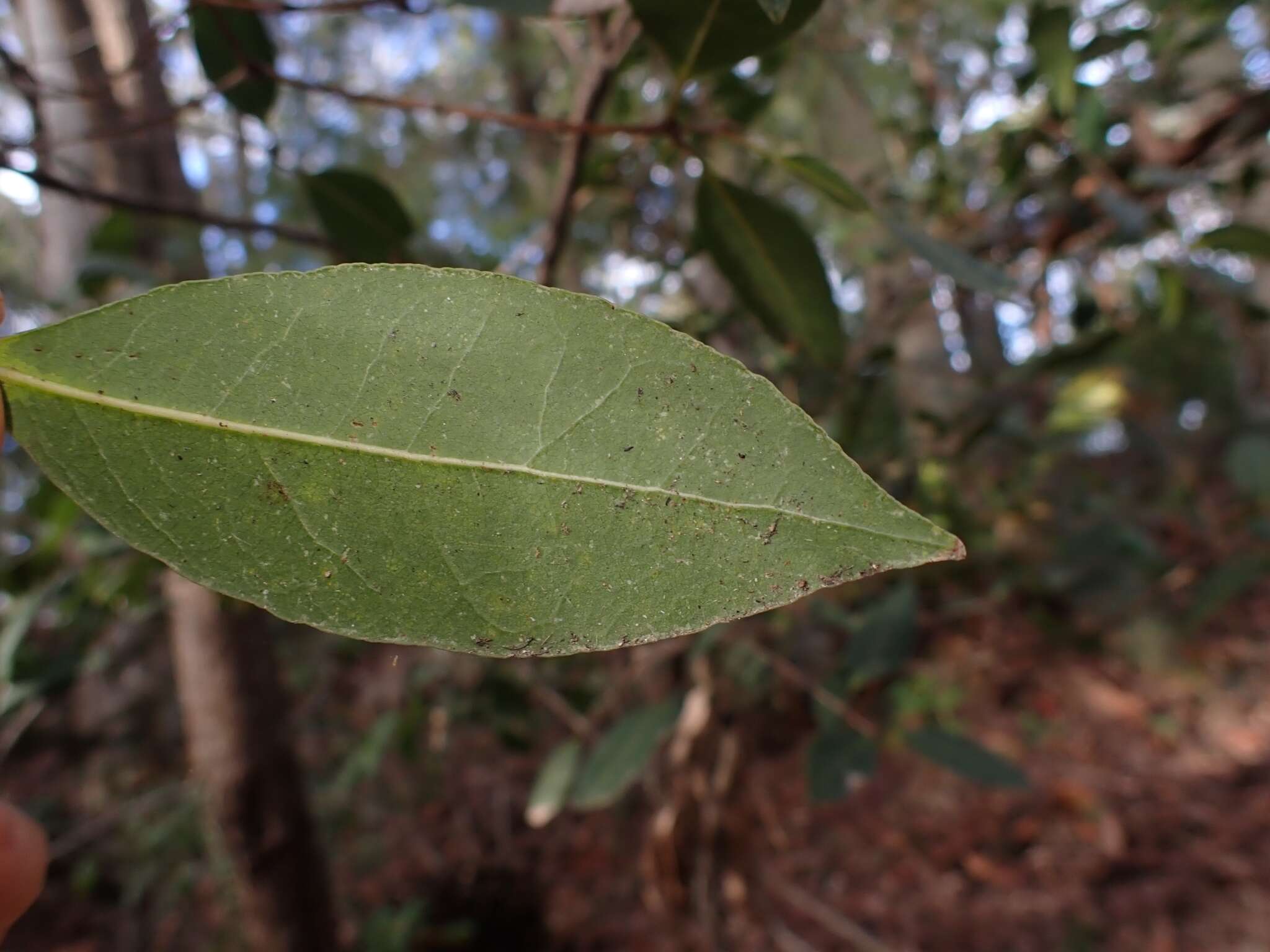 صورة Notelaea venosa F. Muell.