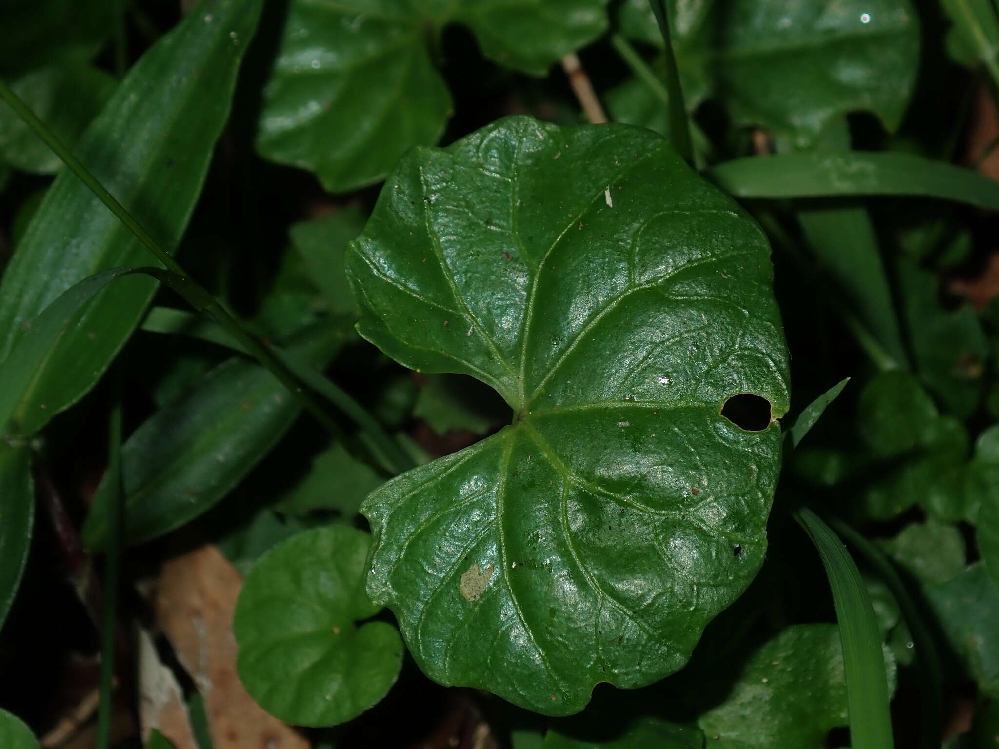 Image of Viola banksii K. R. Thiele & Prober