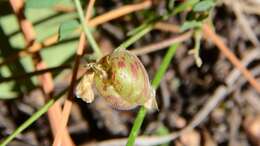 Sivun Astragalus subcinereus A. Gray kuva