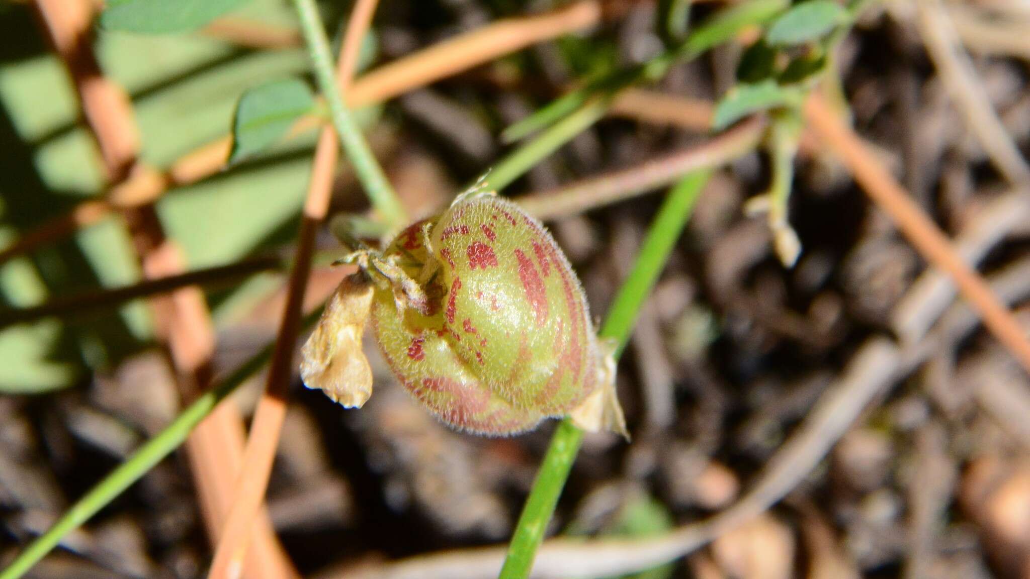 Imagem de Astragalus subcinereus A. Gray