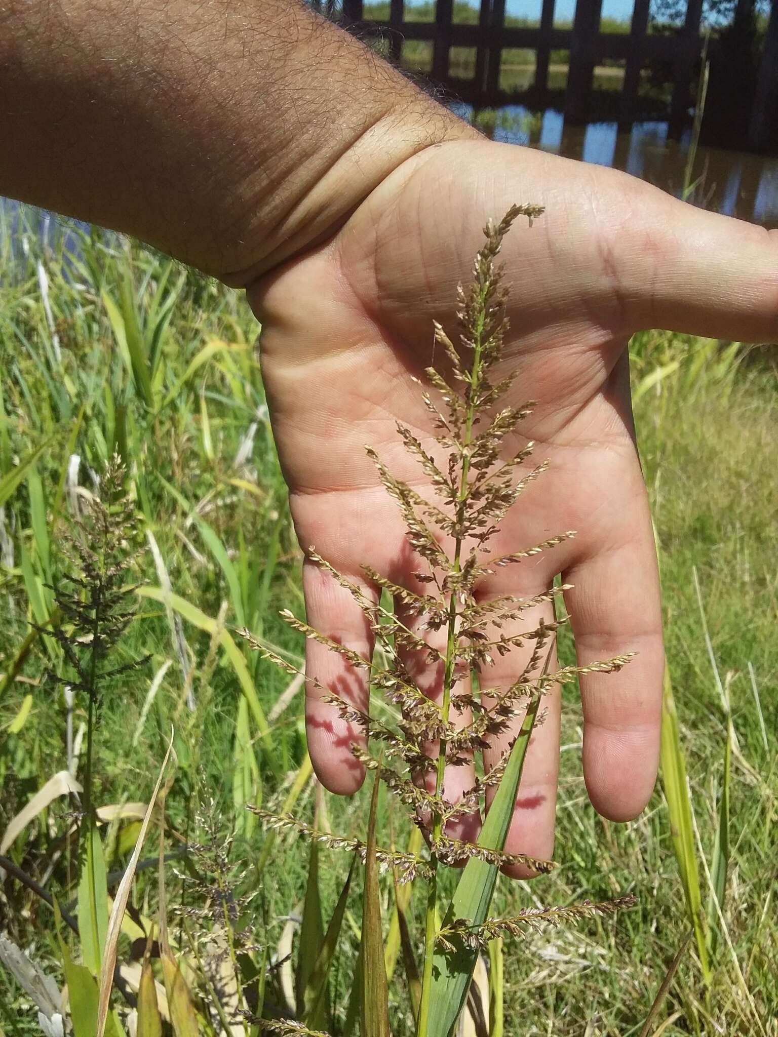 Plancia ëd Hymenachne grumosa (Nees) Zuloaga