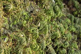 Image of dendroalsia moss