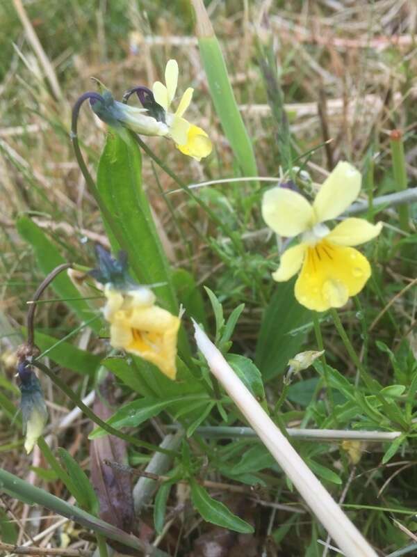 صورة Viola lutea subsp. calaminaria (DC. ex Gingins) J. D. Nauenburg