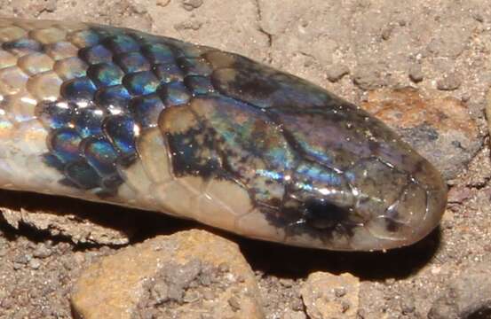 Image of Black-headed Centipede Eater