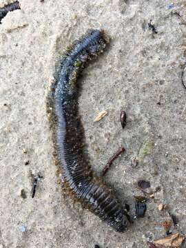 Image of clam worm