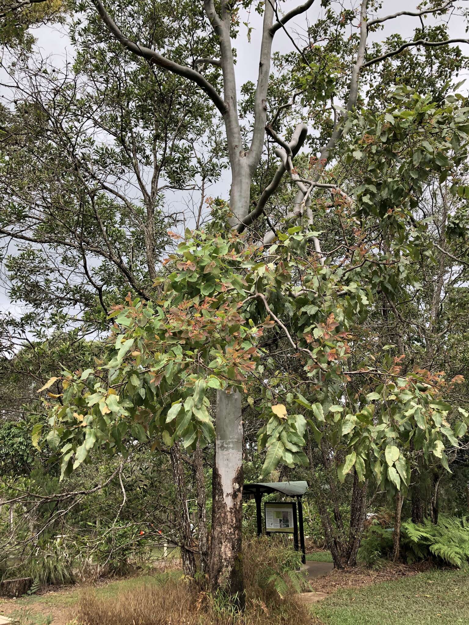 Image de Corymbia torelliana (F. Müll.) K. D. Hill & L. A. S. Johnson