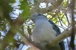 Image of Leptosomiformes