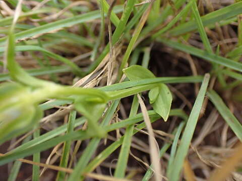 Image of Sebaea grandis (E. Mey.) Steud.