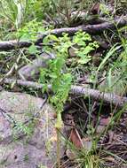 Image of Euphorbia alta Norton