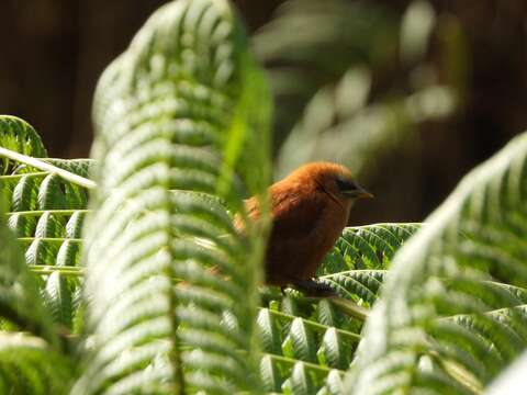 Image of Rufous Wren